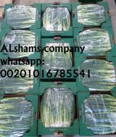 spring onions with high quality 
