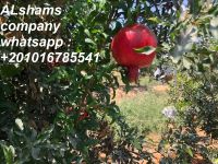 fresh Pomegranate