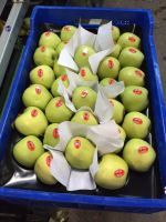 تفاخ تركي  اصفر و احمر محصول جديد باسعار ممتازة 
